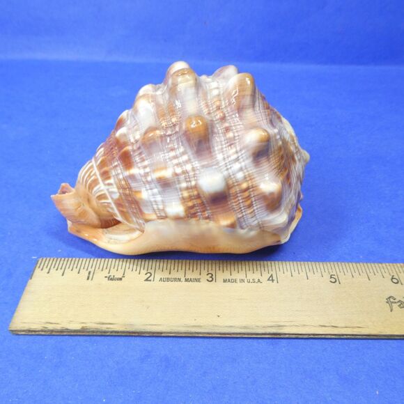 Cassis Cypraecassis Rufa African Bullmouth Helmet Conch Shell Seashell 4" 269g - Picture 6 of 11
